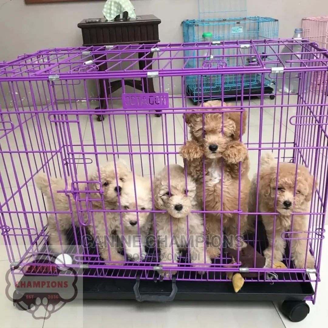 1-3 months Female Purebred Poodle