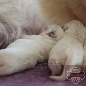1-3 months Female Purebred Poodle