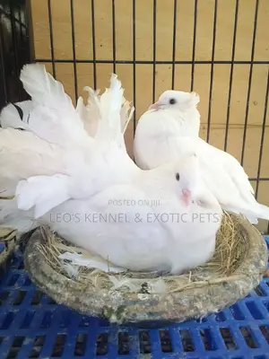 White Jumbo Size Indian Fantail Pigeons