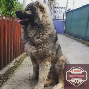 1-3 months Female Purebred Caucasian Shepherd