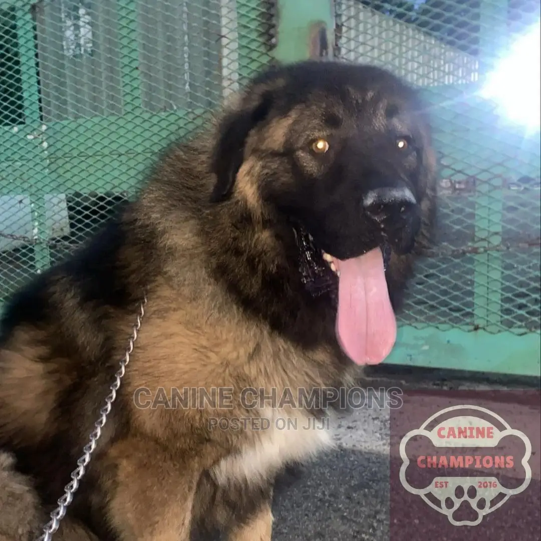 1-3 months Female Purebred Caucasian Shepherd