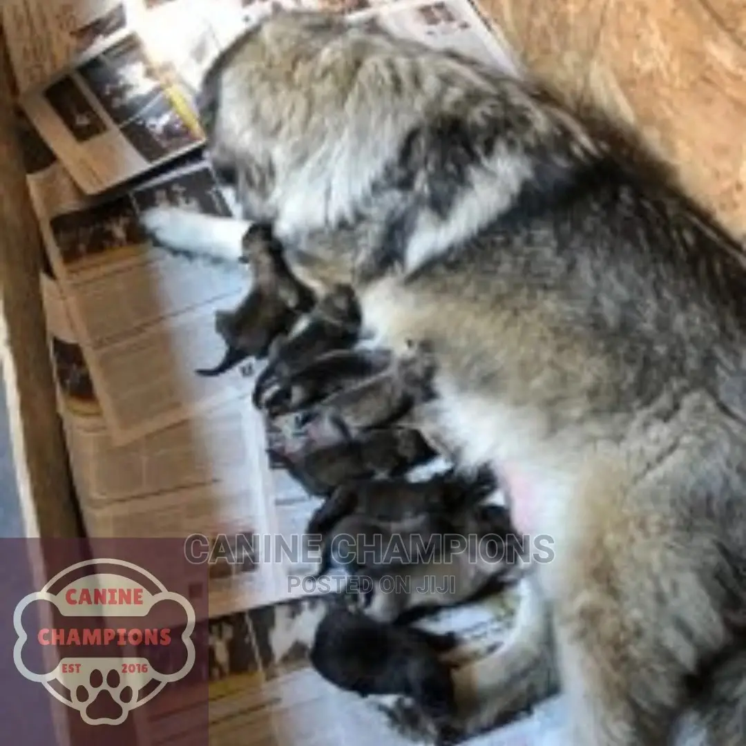 1-3 months Female Purebred Caucasian Shepherd
