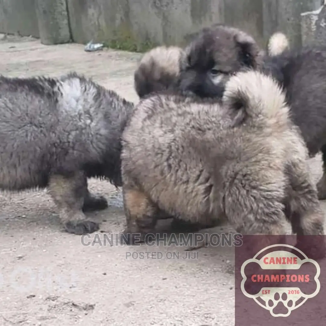 1-3 months Female Purebred Caucasian Shepherd