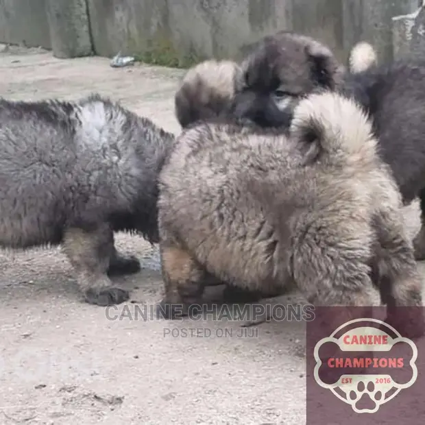 1-3 months Female Purebred Caucasian Shepherd in Accra