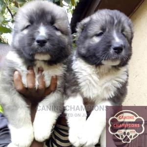 1-3 months Female Purebred Caucasian Shepherd in Accra