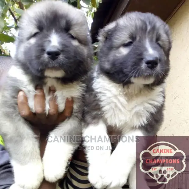 1-3 months Female Purebred Caucasian Shepherd in Accra