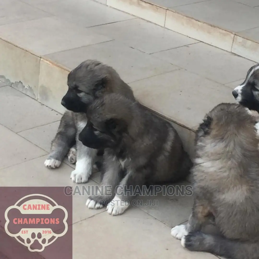 1-3 months Female Purebred Caucasian Shepherd