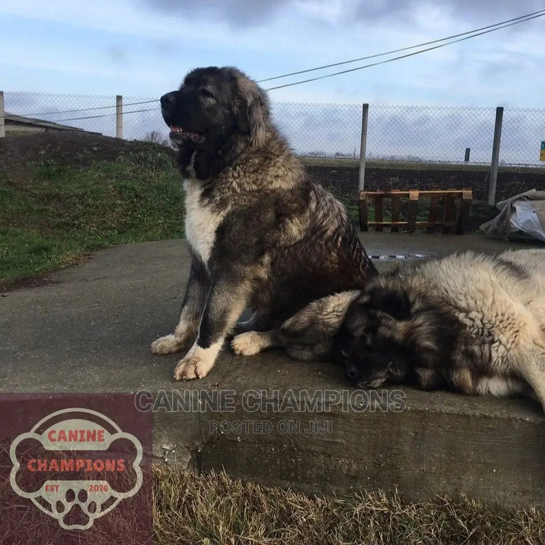1-3 months Female Purebred Caucasian Shepherd
