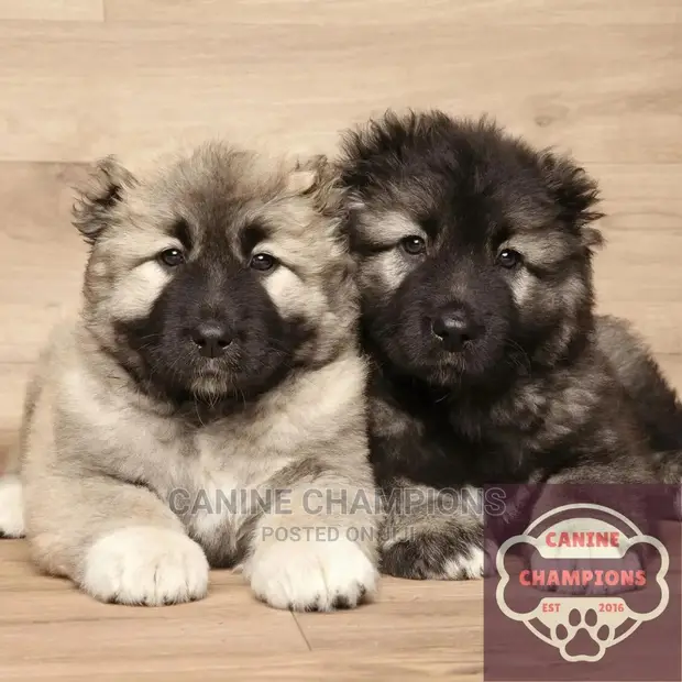 Purebred Caucasian Mountain Shepherd Dog For Sale Shepherd Dogs