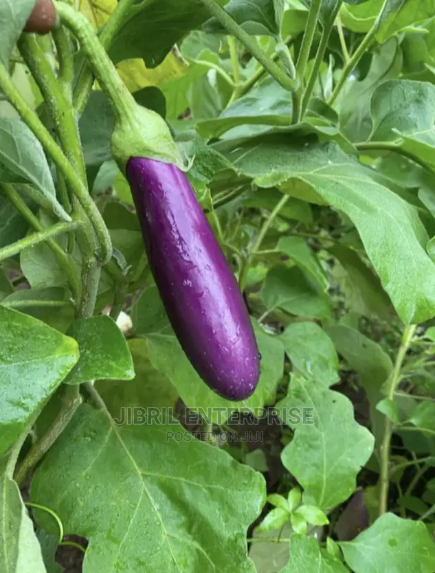 Purple Aubergine Eggplant