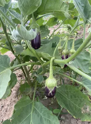 Purple Aubergine Eggplant