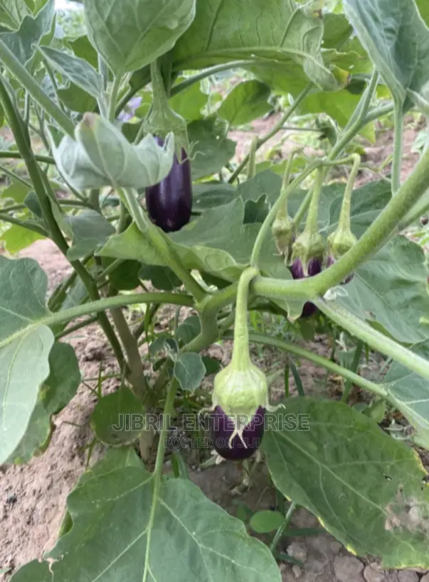 Purple Aubergine Eggplant