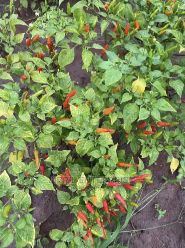 Wild Bird Eye Pepper