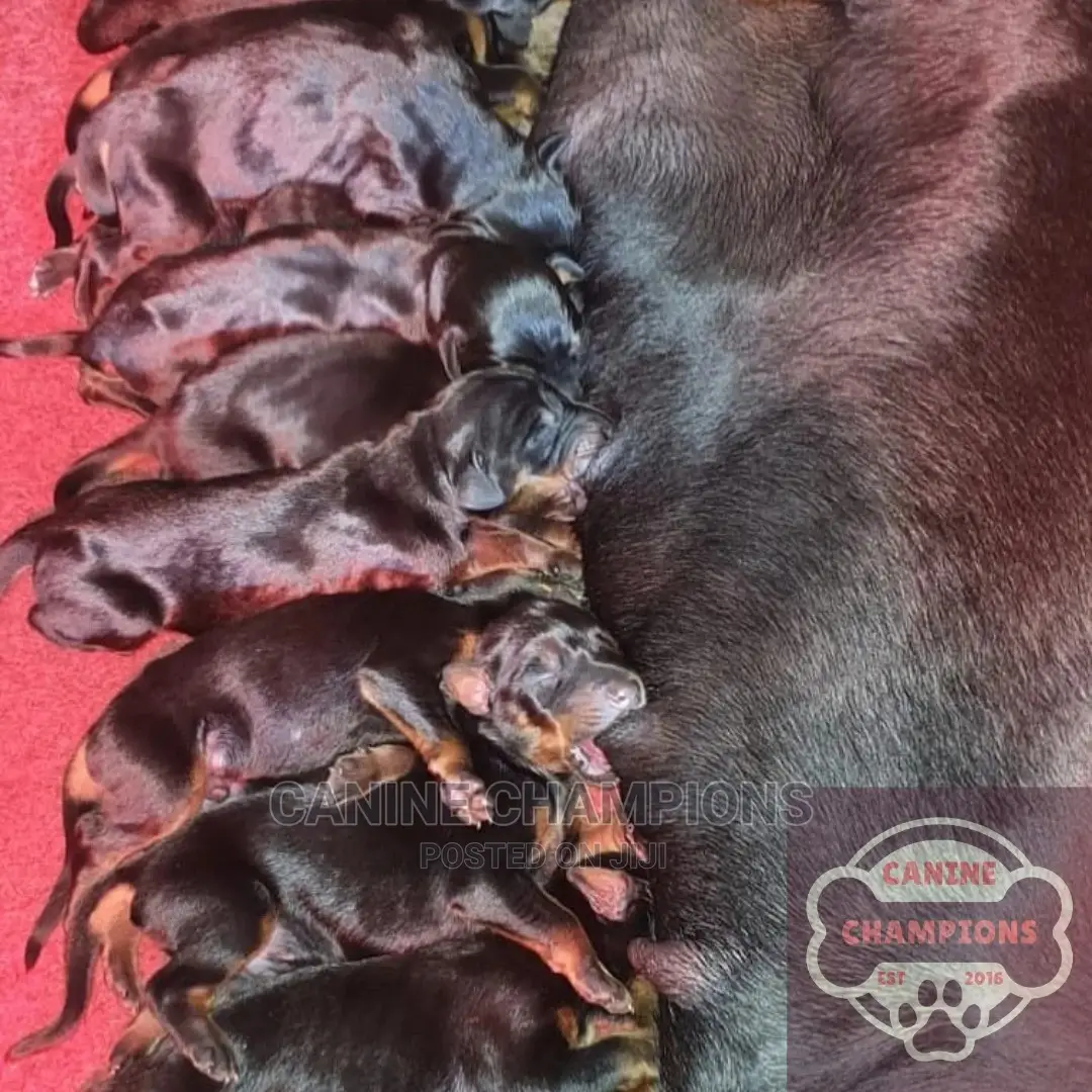 1-3 months Female Purebred Doberman Pinscher