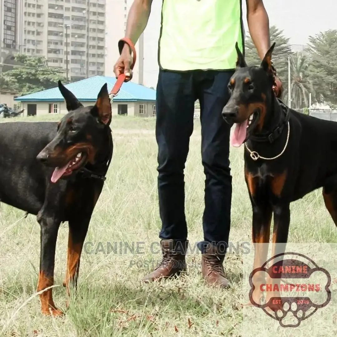 1-3 months Female Purebred Doberman Pinscher