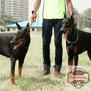1-3 months Female Purebred Doberman Pinscher