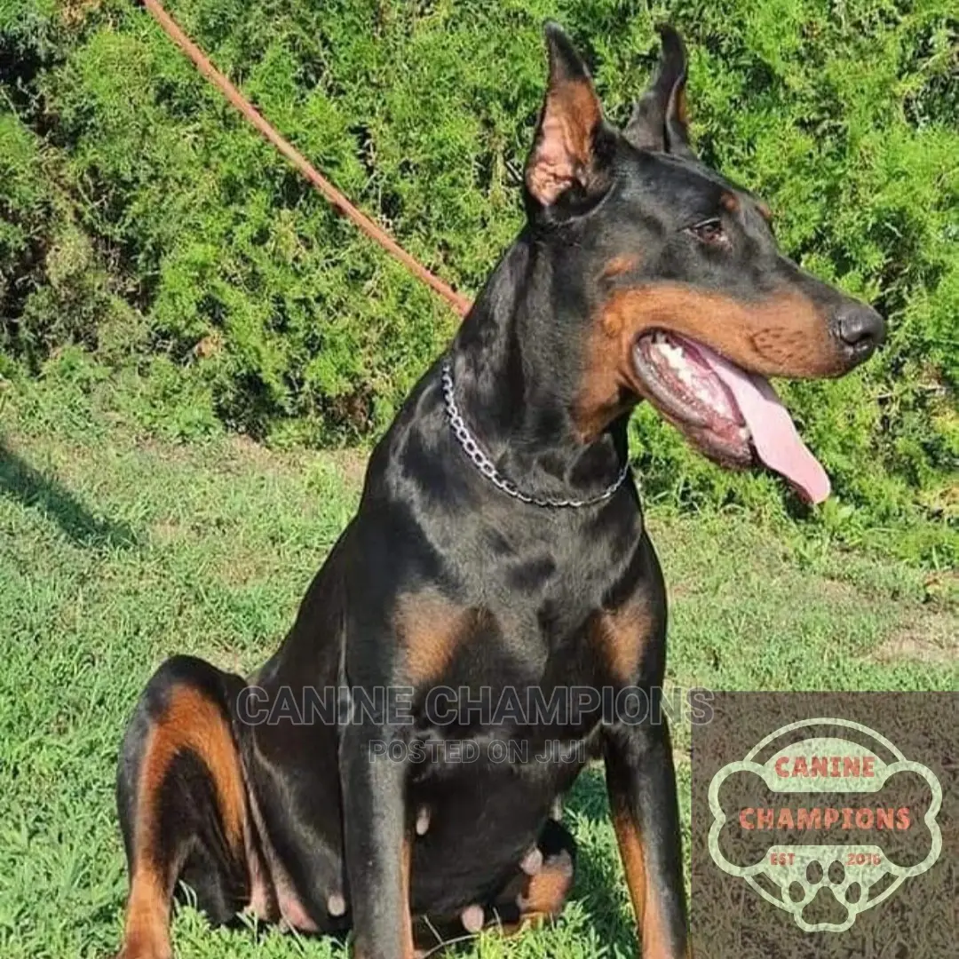 1-3 months Female Purebred Doberman Pinscher