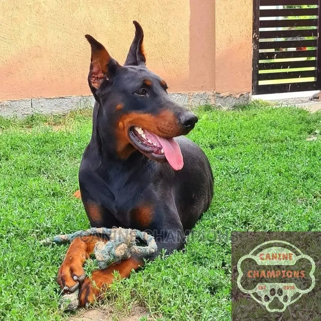 1-3 months Female Purebred Doberman Pinscher