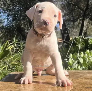 1-3 months Female Purebred Dogo Argentino