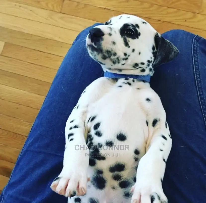 1-3 months Male Purebred Dalmatian