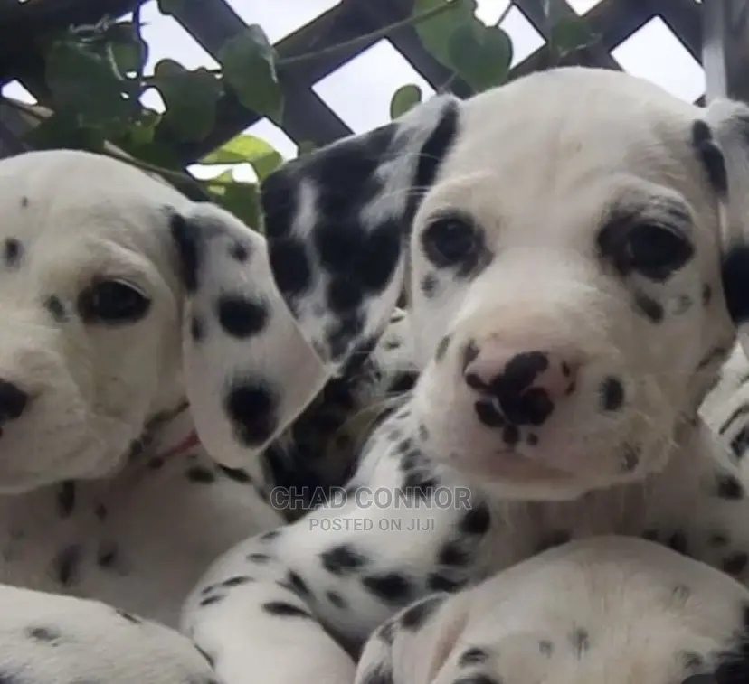 1-3 months Male Purebred Dalmatian