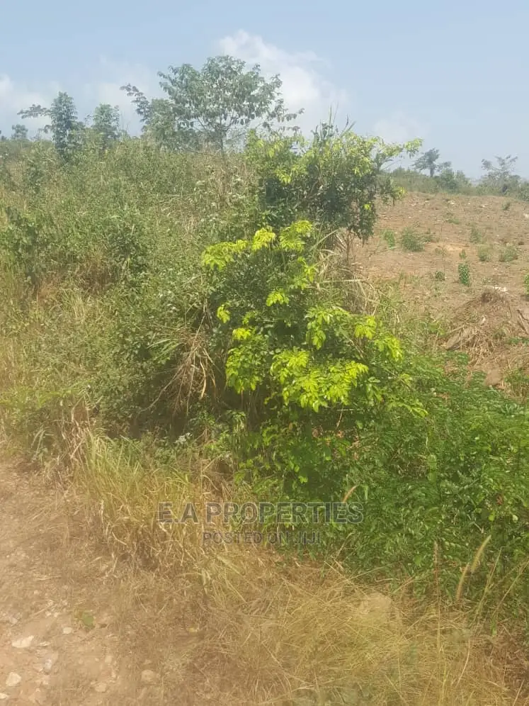 Dodowa Palm Wine Junction