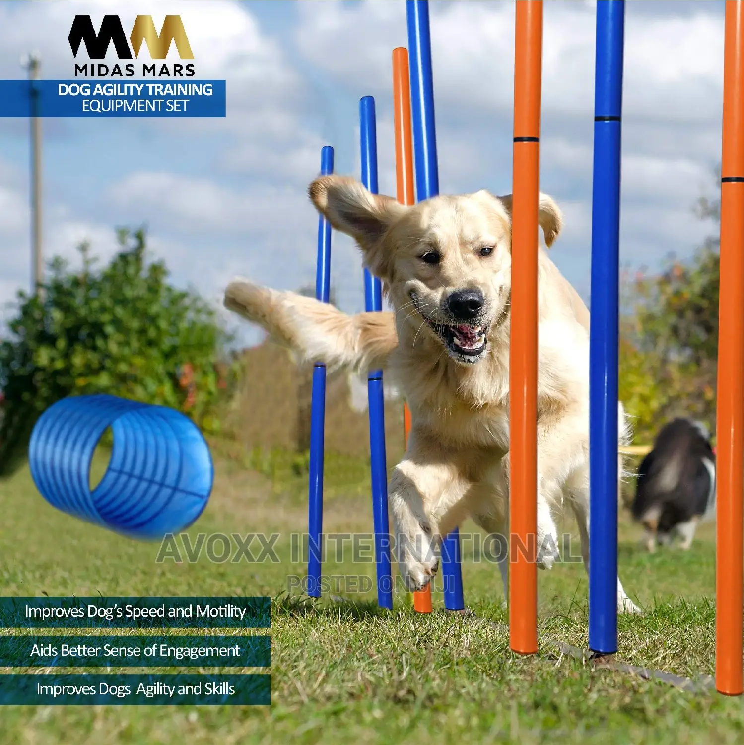 MIDAS MARS Dog Agility Equipment – Obstacle Course Training