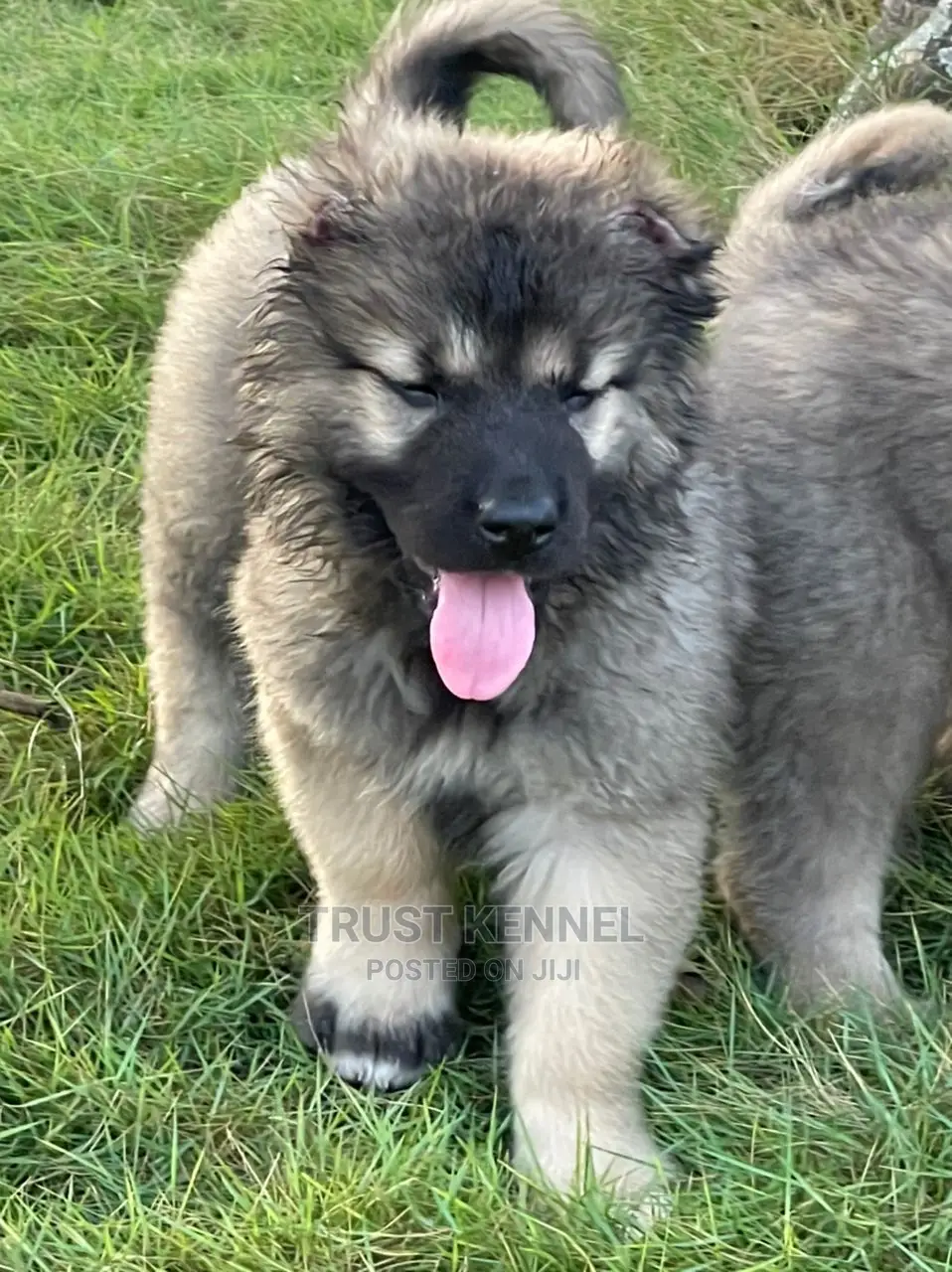 1-3 months Male Purebred Caucasian Shepherd