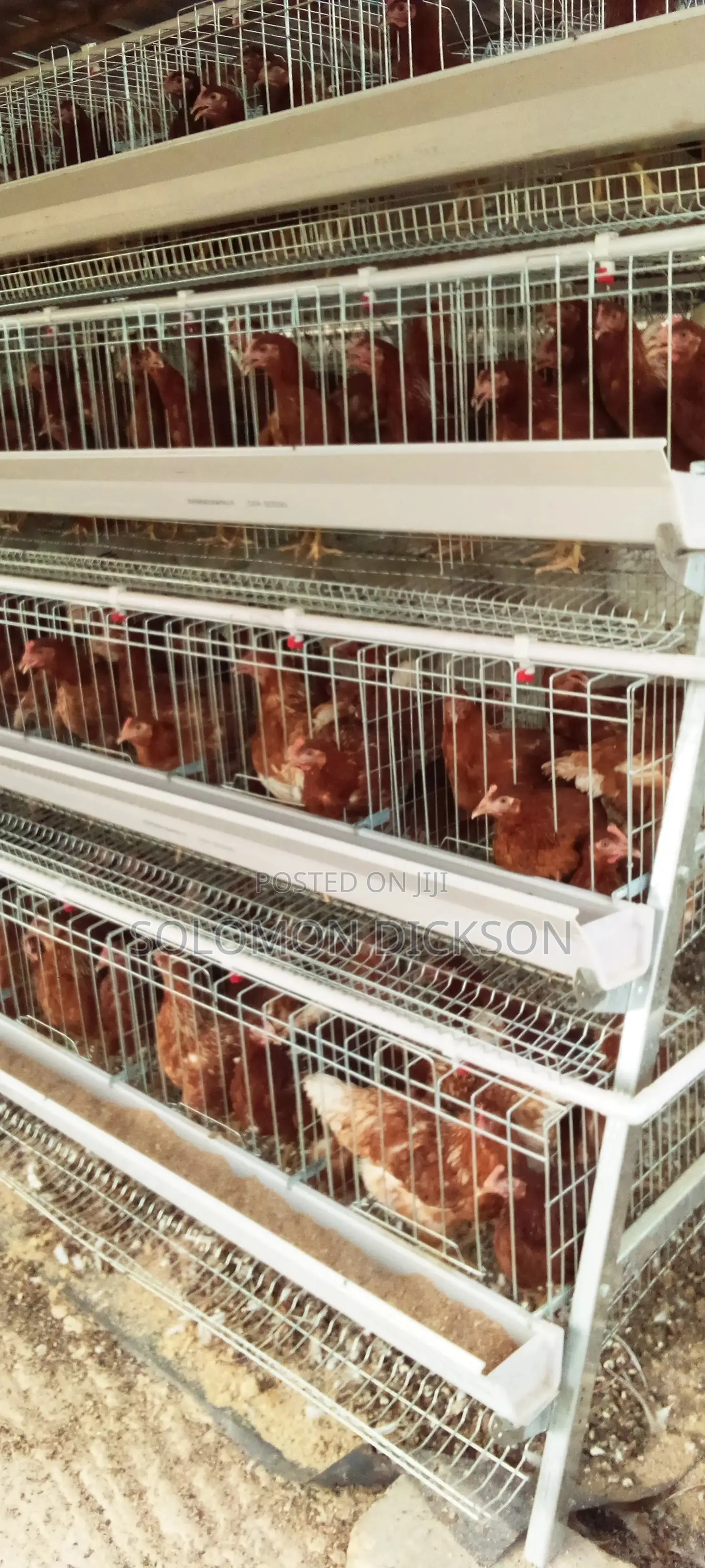 Battery Cage for 120 +160+500+1000+2000 Birds Capacity