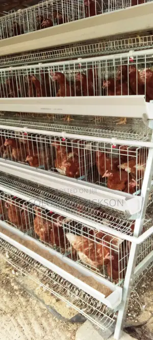 Battery Cage for 120 +160+500+1000+2000 Birds Capacity