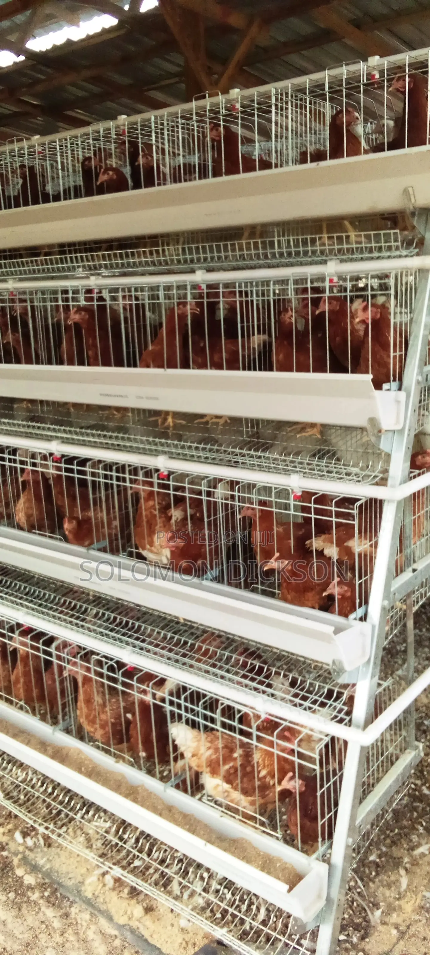 Battery Cage for 120 +160+500+1000+2000 Birds Capacity