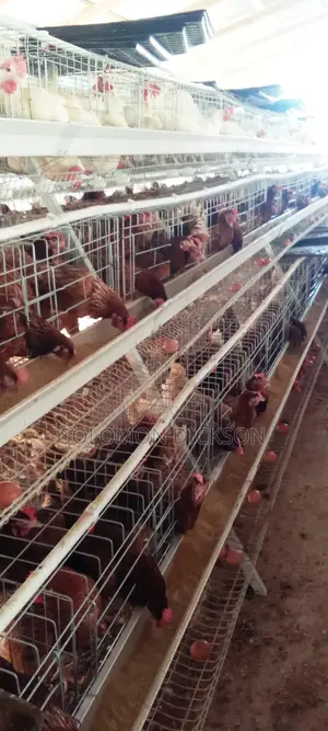 Battery Cage for 120 +160+500+1000+2000 Birds Capacity