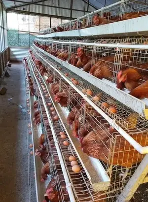 Battery Cage for 120 - 20,000 Birds Available