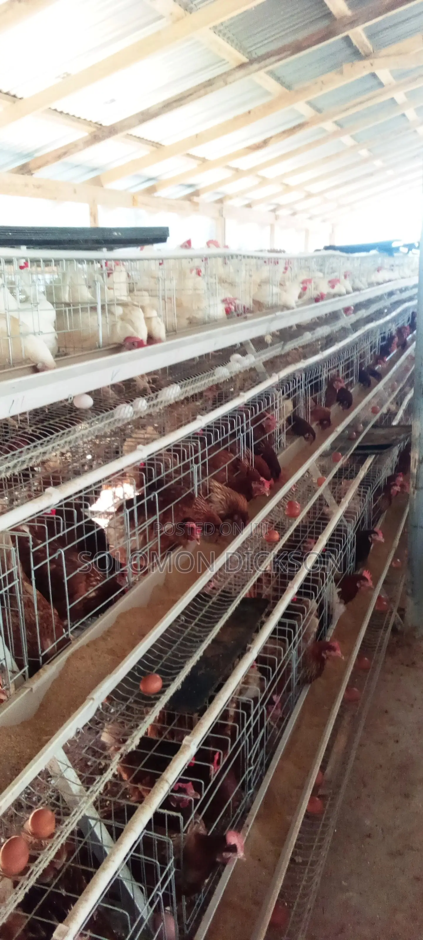 Battery Cage for 120 - 20,000 Birds Available