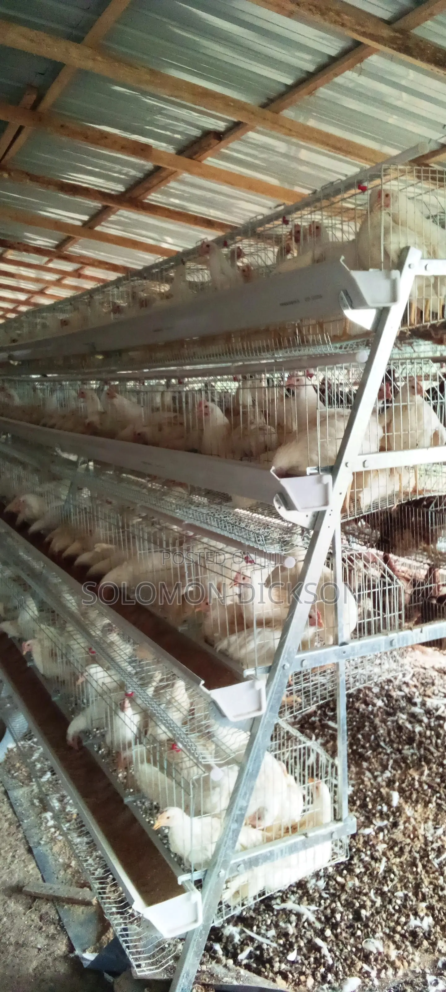 Battery Cage for 120 - 20,000 Birds Available