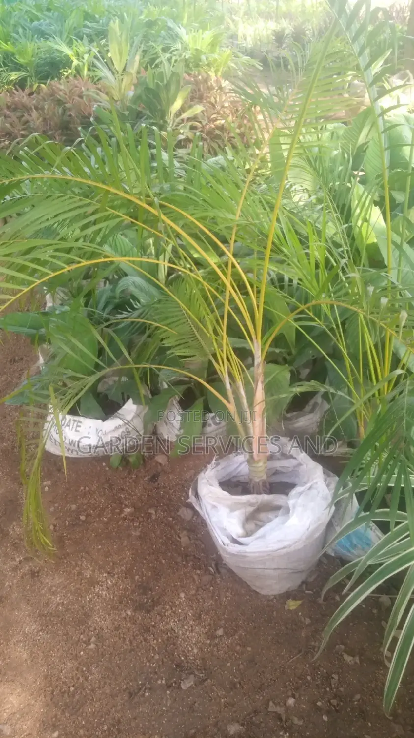 Golden Cane Palm for Sale