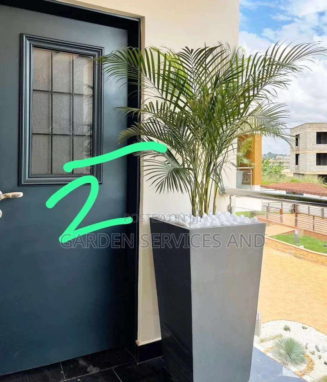 Golden Cane Palm for Sale