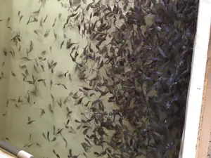 Healthy,Fast Growing Catfish Fingerlings