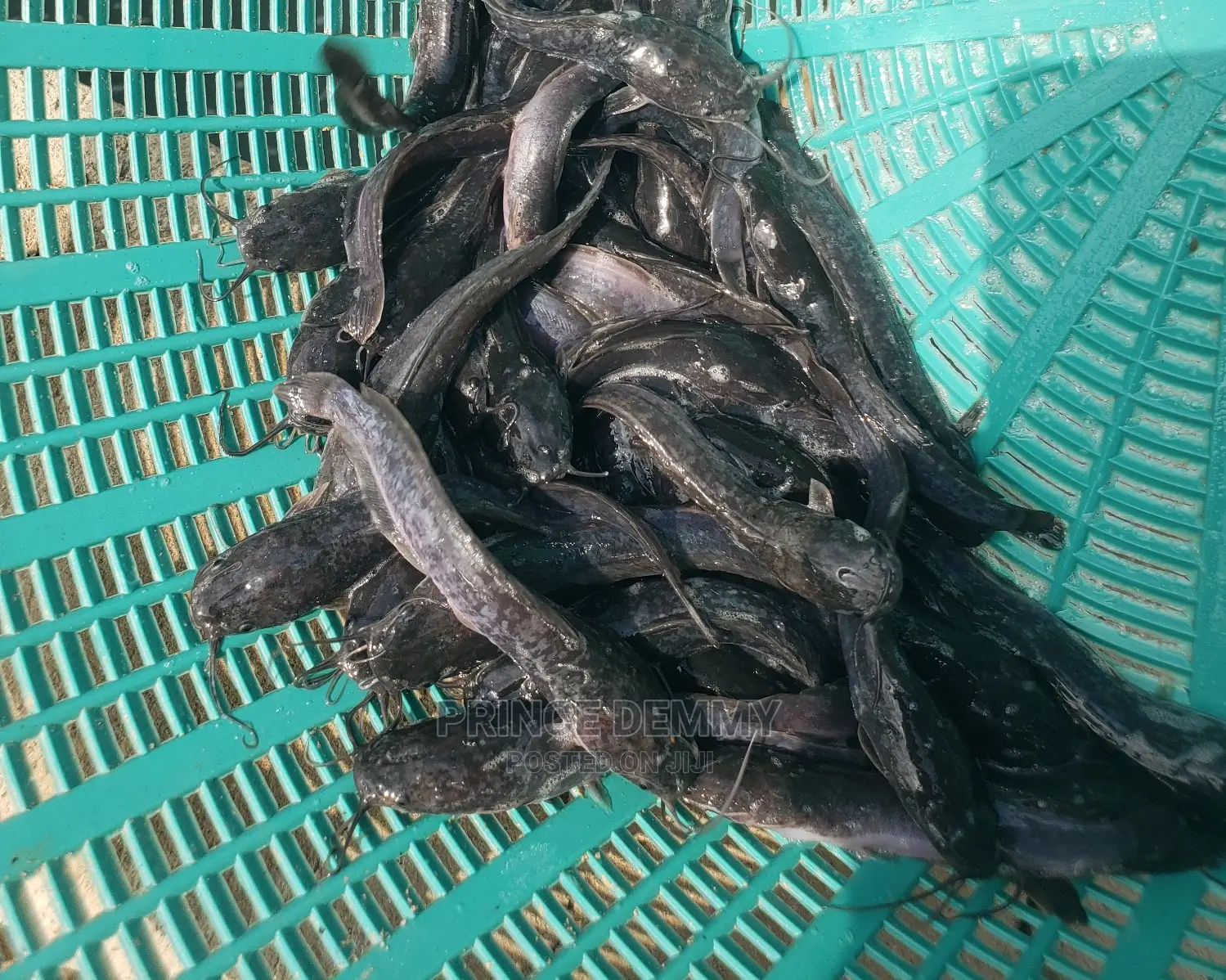 Post Fingerling