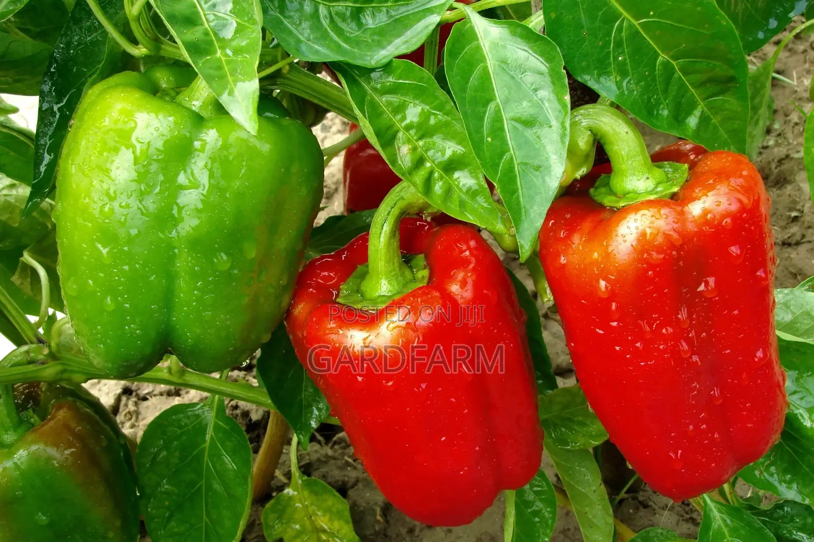 Gardfarm Natural Seeds