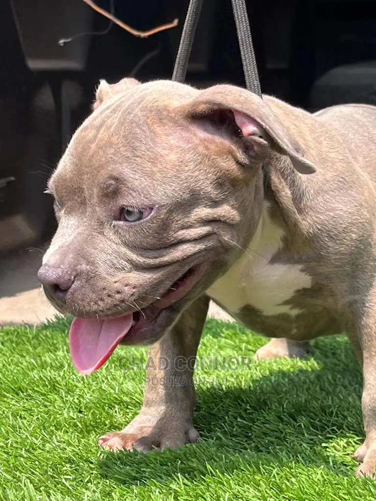 1-3 Months Male Purebred American Bully