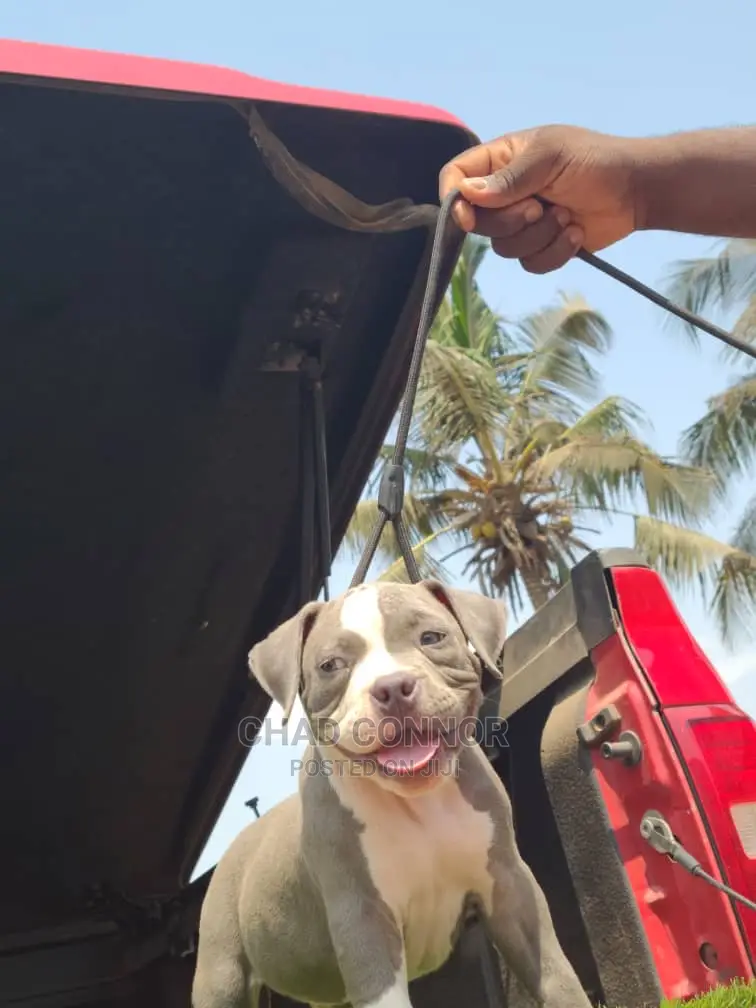 1-3 Months Male Purebred American Bully