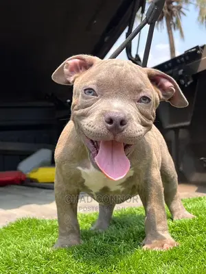 1-3 Months Male Purebred American Bully