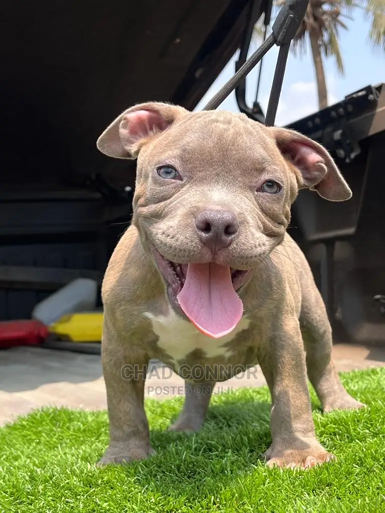 1-3 Months Male Purebred American Bully
