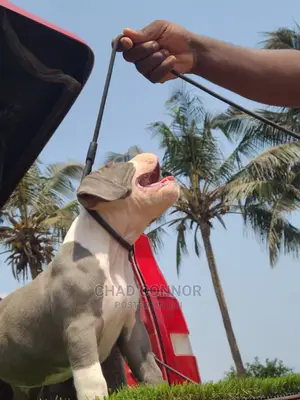 1-3 Months Male Purebred American Bully