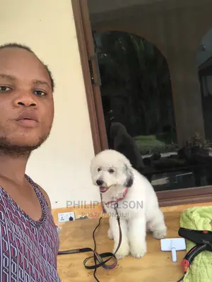 Dog Grooming