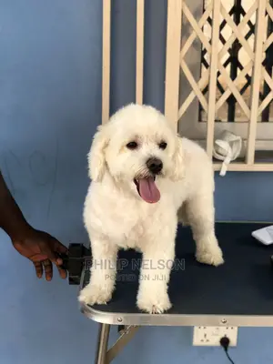 Dog Grooming