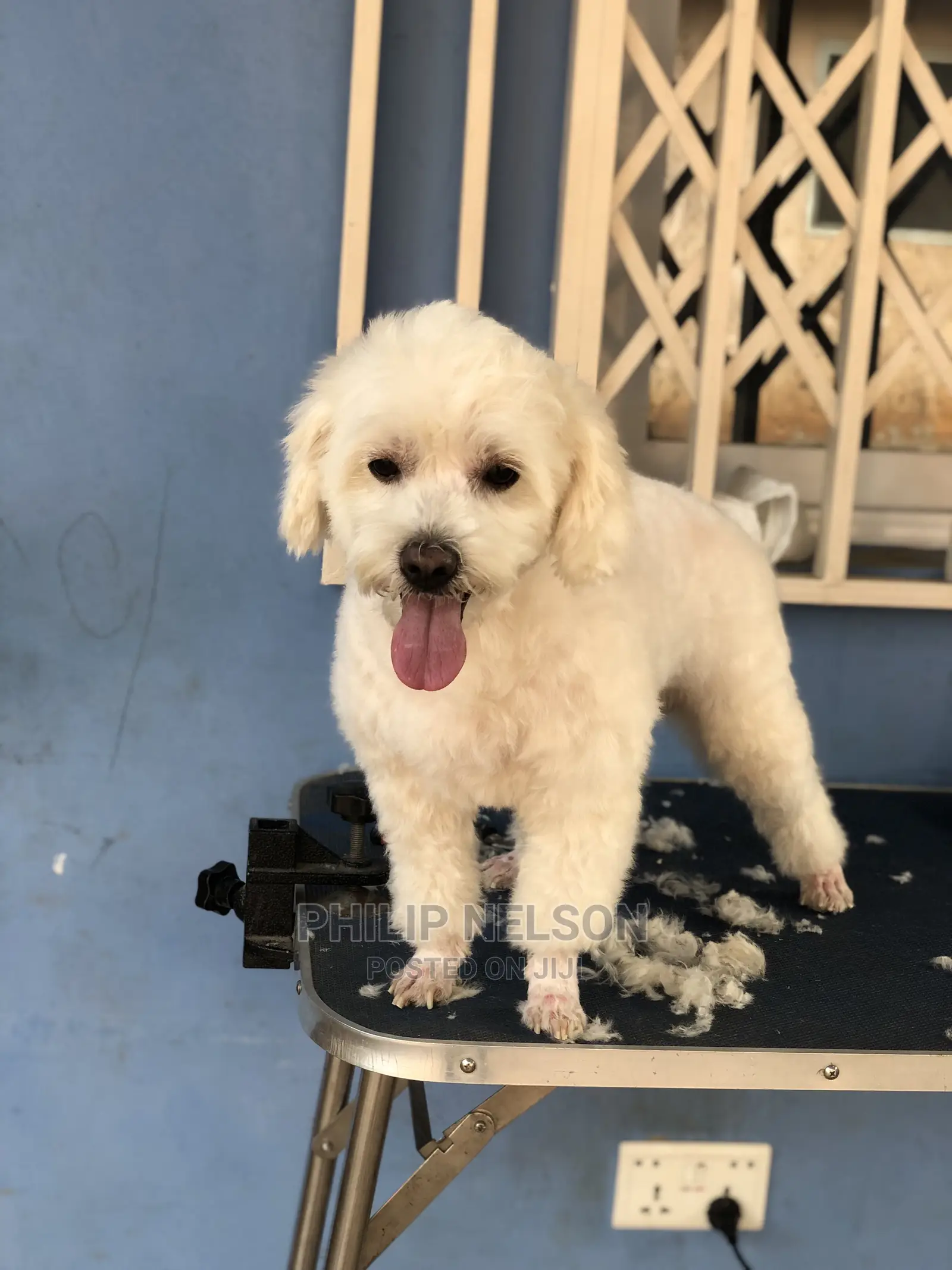 Dog Grooming