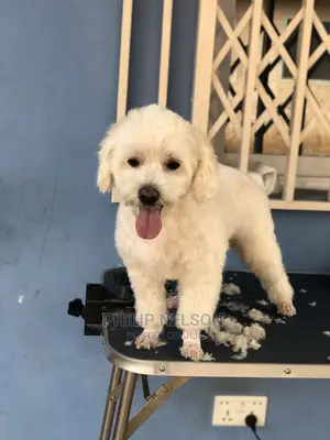 Dog Grooming
