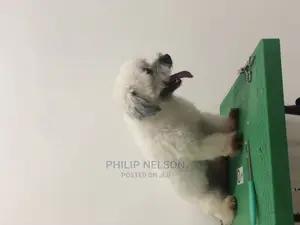 Dog Grooming